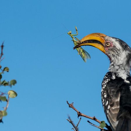 Africa On Foot Villa Klaserie Private Nature Reserve Exterior photo