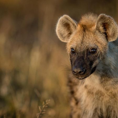 Africa On Foot Villa Klaserie Private Nature Reserve Exterior photo