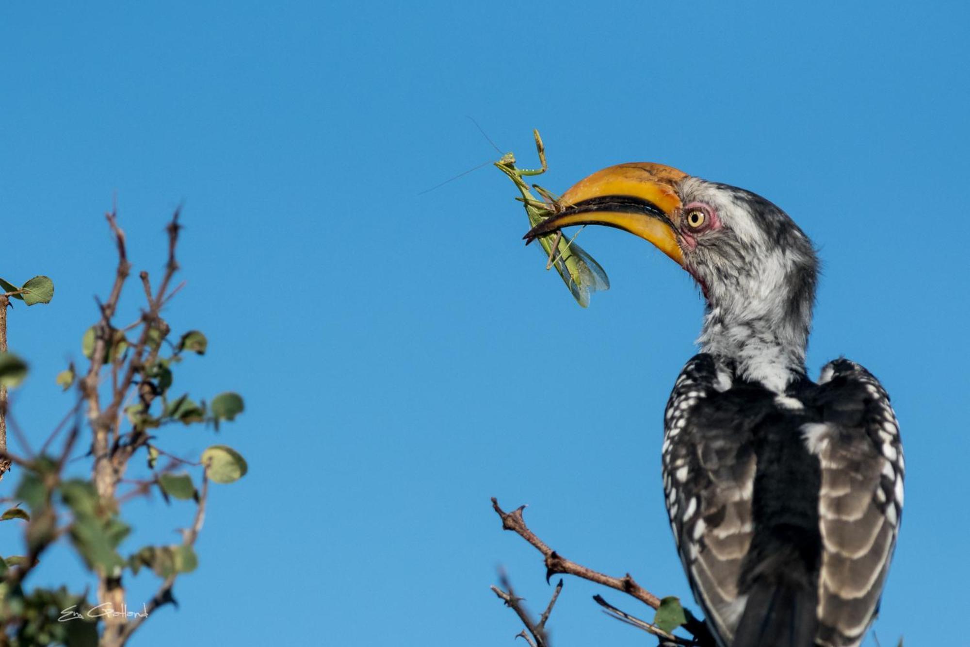 Africa On Foot Villa Klaserie Private Nature Reserve Exterior photo