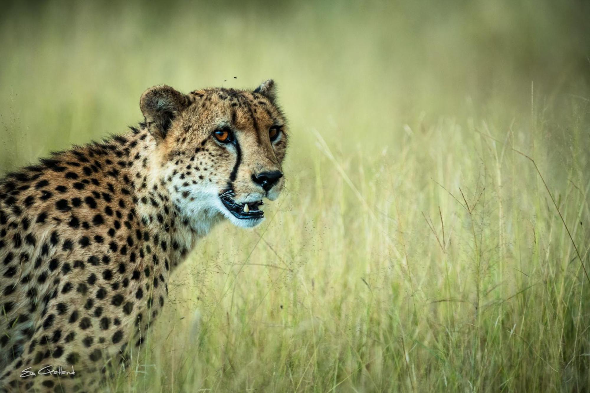 Africa On Foot Villa Klaserie Private Nature Reserve Exterior photo
