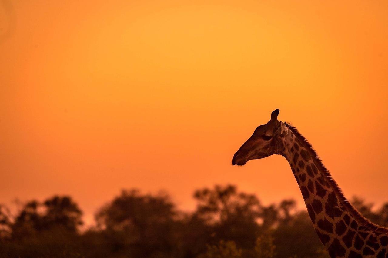 Africa On Foot Villa Klaserie Private Nature Reserve Exterior photo