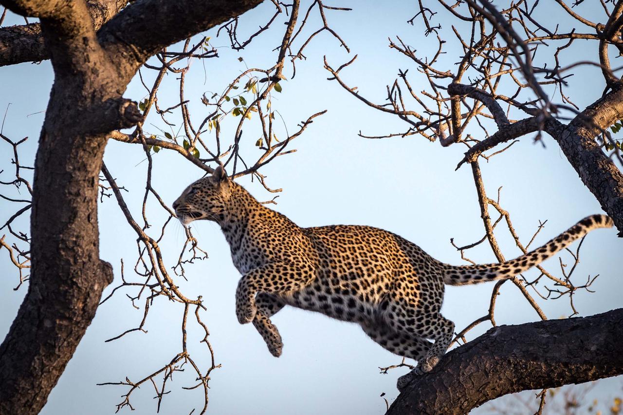Africa On Foot Villa Klaserie Private Nature Reserve Exterior photo